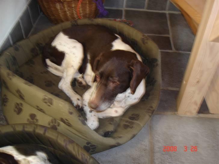 Gammel dansk hønsehund Dion R.I.P. - Jeg er såå træt..
 billede 8