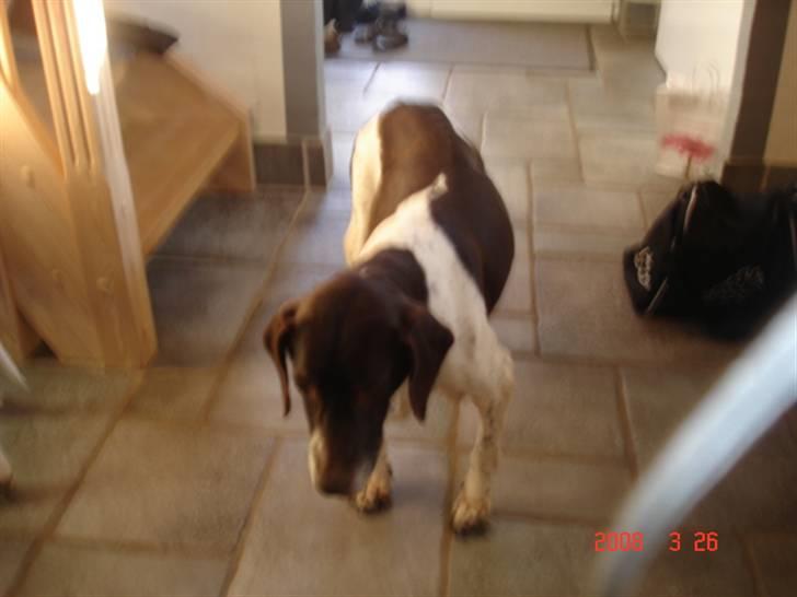 Gammel dansk hønsehund Dion R.I.P. - Gamle Dion! <3 billede 9