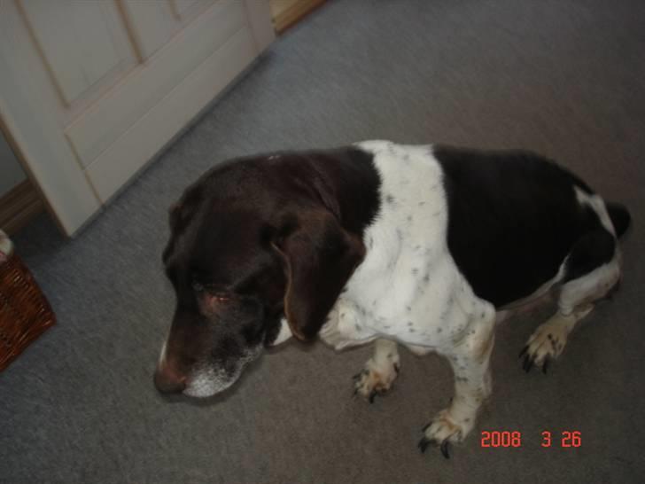 Gammel dansk hønsehund Dion R.I.P. - Dion sidder i stuen. billede 10