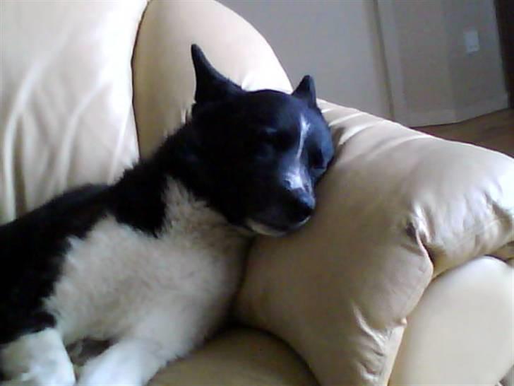 Karelsk bjørnehund Stella billede 1