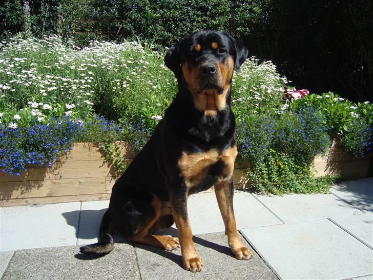 Rottweiler Rambo - død 22.12.08 - 1 år gammel og fuld af energi billede 1