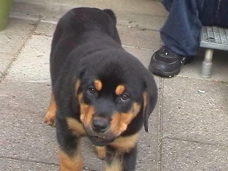 Rottweiler Rambo - død 22.12.08 billede 2