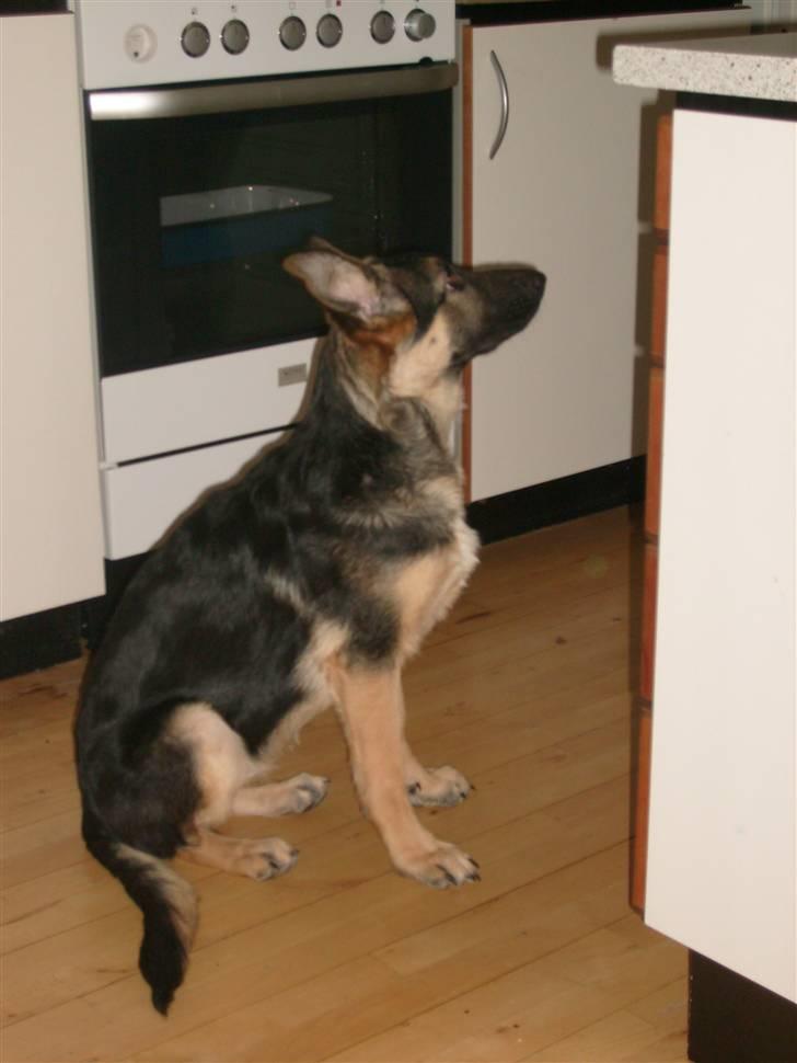 Schæferhund Zicha (Død) - mon der falder noget af til mig? billede 2