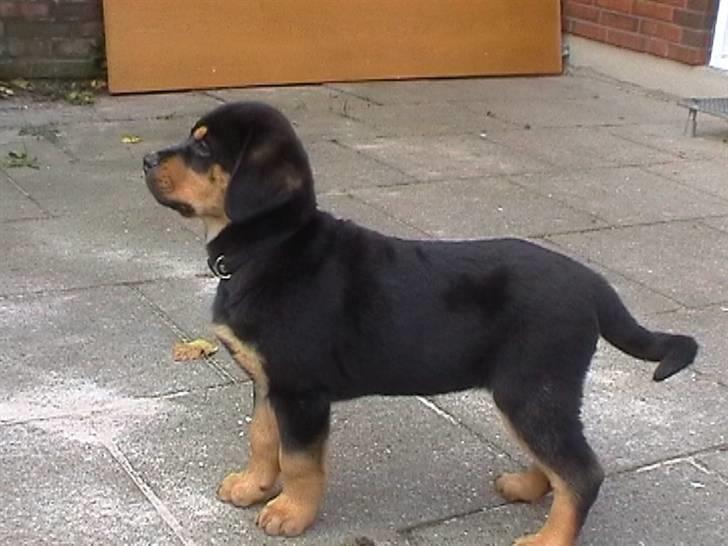 Rottweiler Rambo - død 22.12.08 billede 3