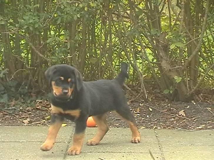 Rottweiler Rambo - død 22.12.08 billede 4