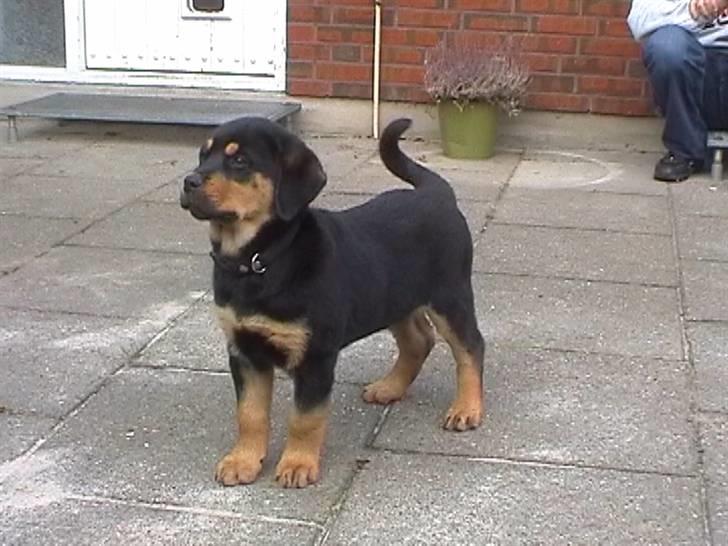 Rottweiler Rambo - død 22.12.08 billede 5