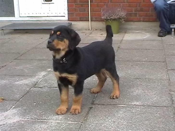 Rottweiler Rambo - død 22.12.08 billede 6