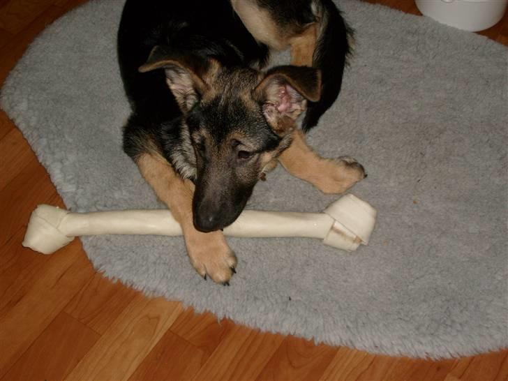 Schæferhund Zicha (Død) - ej mor tak for julegaven, men nøj det er godt nok stort billede 3