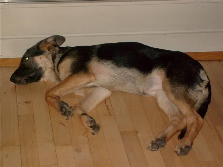 Schæferhund Zicha (Død) - ja jeg blev altså træt billede 4