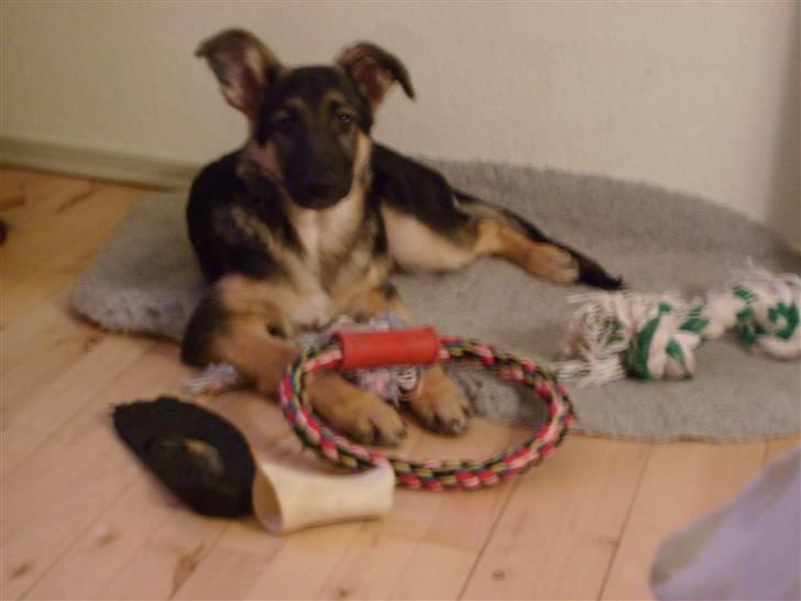 Schæferhund Zicha (Død) - tager du nu billed? billede 5