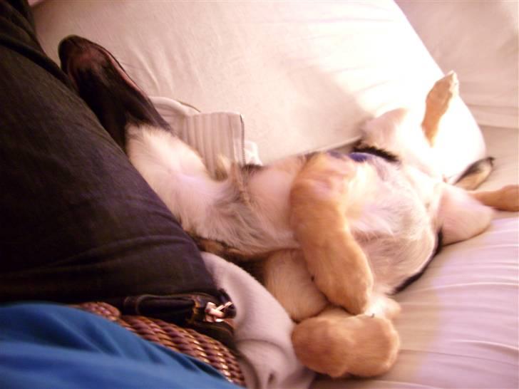 Schæferhund Zicha (Død) - Dui kan tro jeg slapper af og nyder livet. billede 6