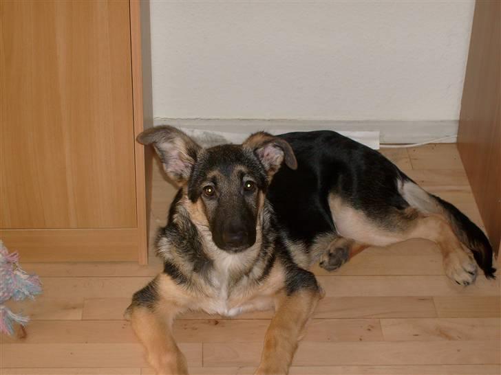Schæferhund Zicha (Død) - se mig engang, nu har jeg lagt mig pænt billede 7