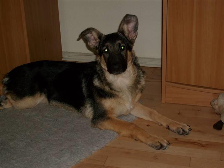 Schæferhund Zicha (Død) - okay du må gerne tage et billed mor billede 8