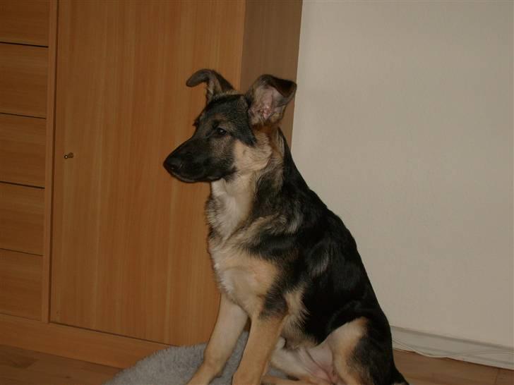 Schæferhund Zicha (Død) - ja jeg ved godt mine ører ikke har rejst sig helt, men jeg er nu sød alligevel billede 9