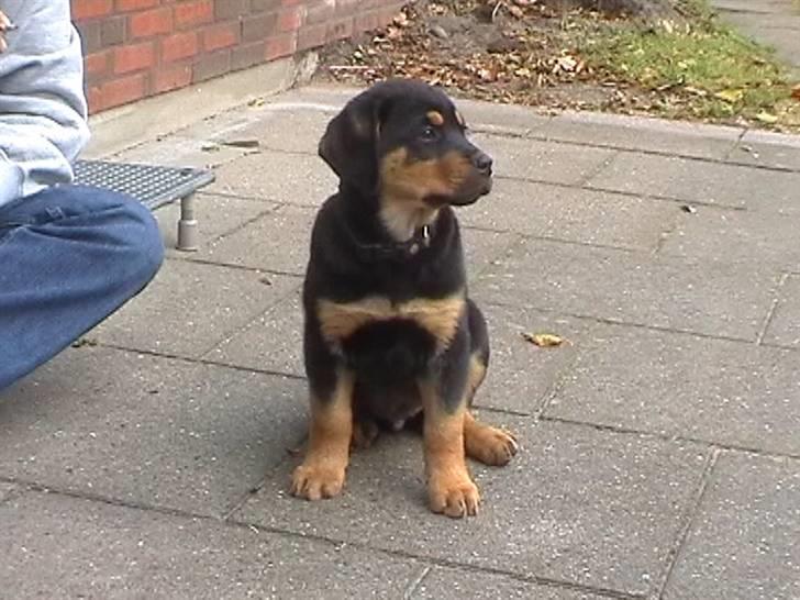 Rottweiler Rambo - død 22.12.08 billede 7