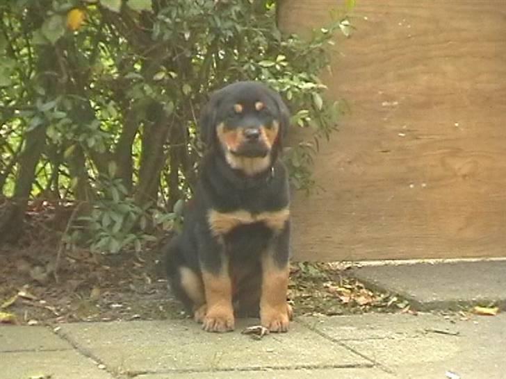 Rottweiler Rambo - død 22.12.08 billede 8