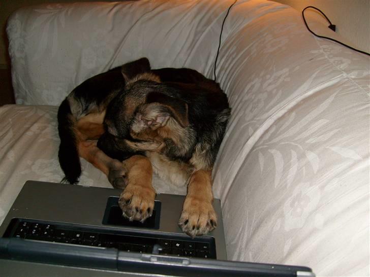 Schæferhund Zicha (Død) - skulle lige tjekket noget på nettet, men øj hvor tager det tid billede 10