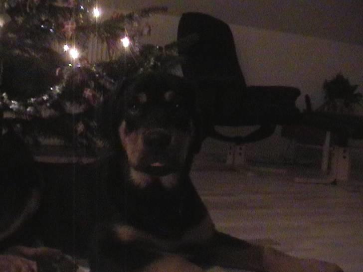 Rottweiler Rambo - død 22.12.08 billede 9