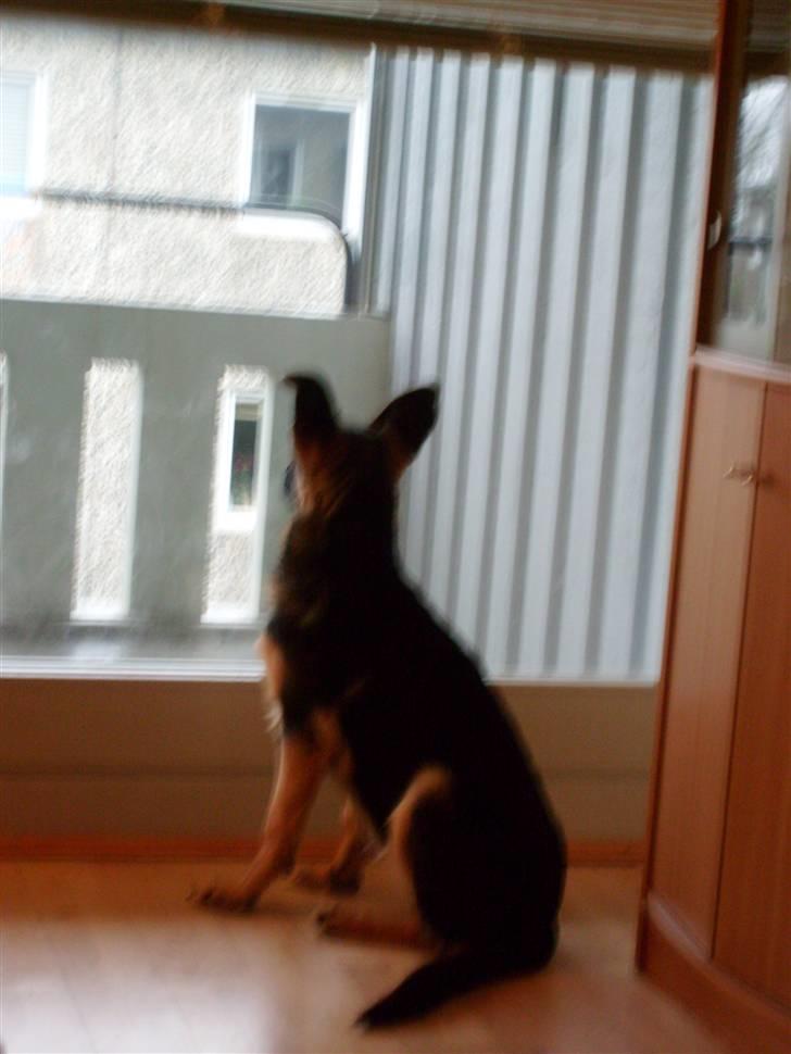 Schæferhund Zicha (Død) - ja ja jeg fik øje på en fugl billede 11