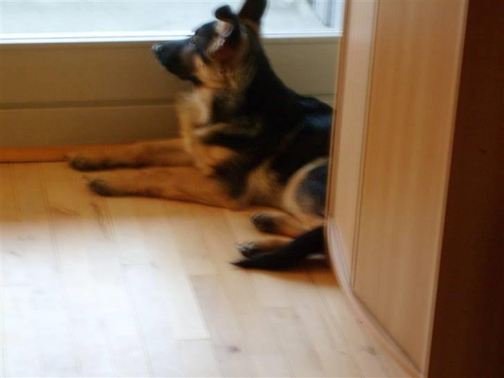 Schæferhund Zicha (Død) - dejlig udsigt billede 12