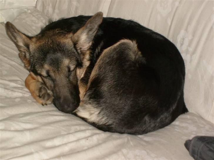 Schæferhund Zicha (Død) - så lidt kan jeg fylde heh billede 13