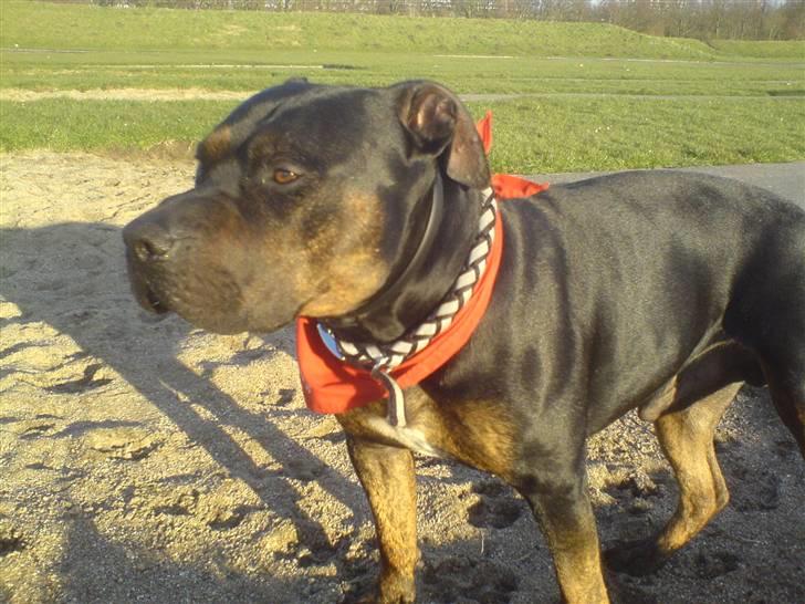 Amerikansk staffordshire terrier THOR billede 15
