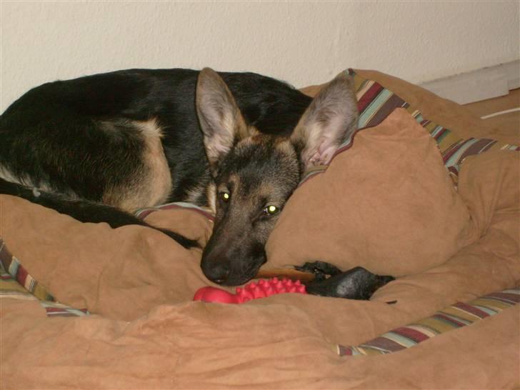 Schæferhund Zicha (Død) - pak nu det kamara væk billede 14