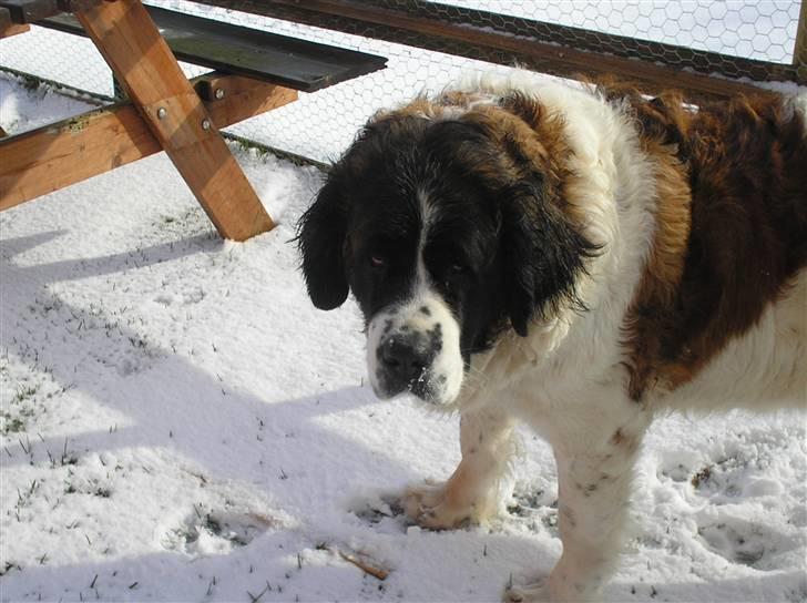 Sankt bernhardshund trine R I P 09- billede 18