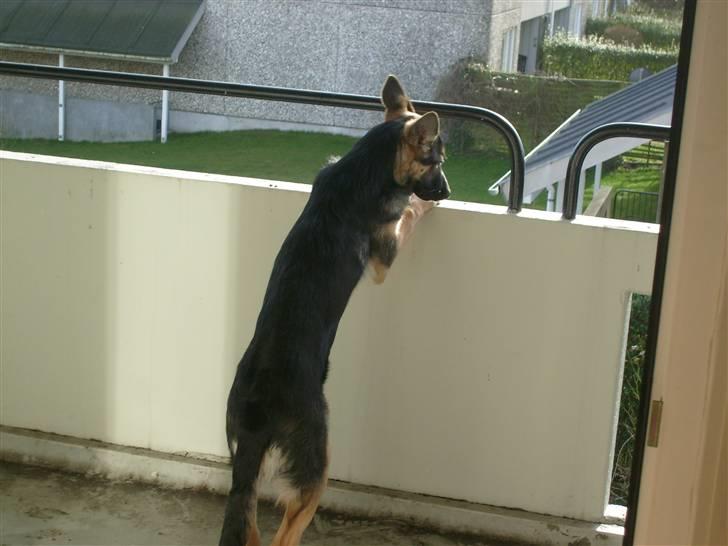 Schæferhund Zicha (Død) - går der en sød hund der nede? billede 15