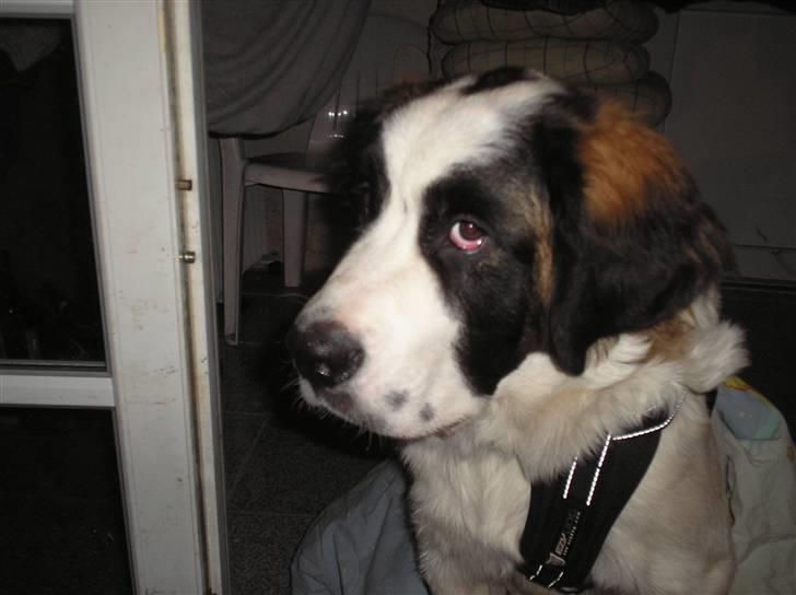Sankt bernhardshund trine R I P 09- - tjalle på hjemmebesøg billede 20
