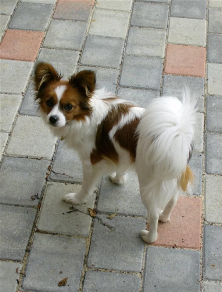 Papillon Mille billede 1