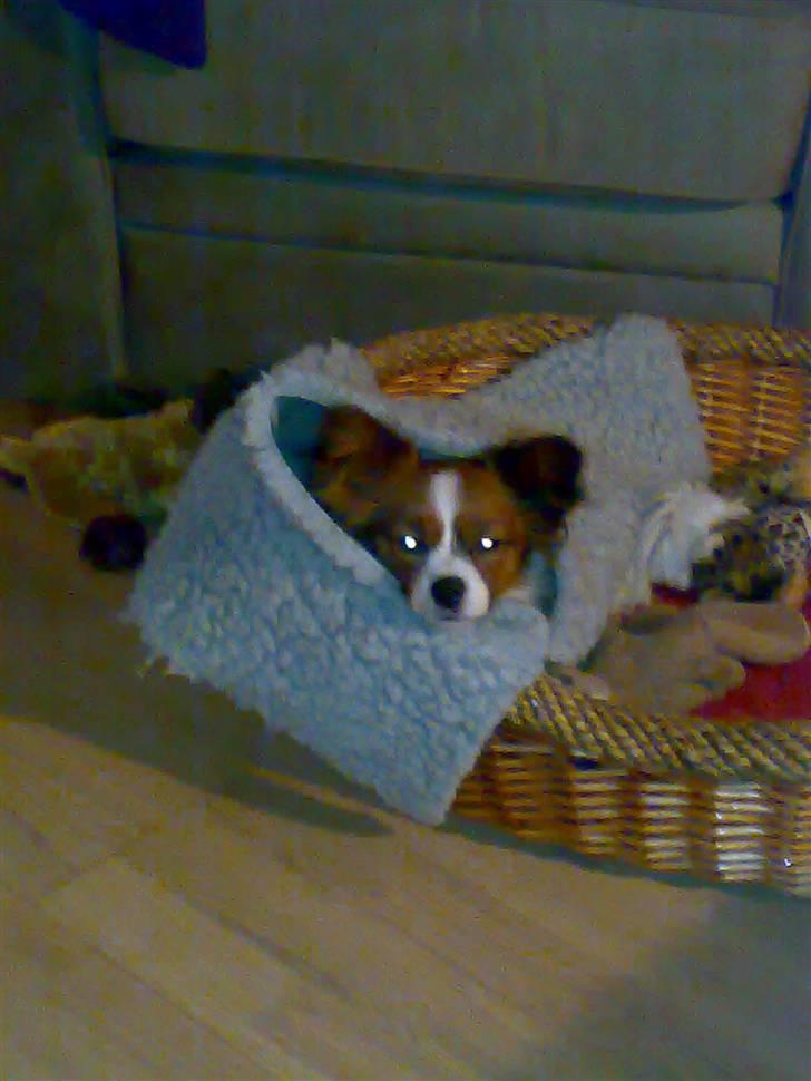 Papillon Mille billede 2