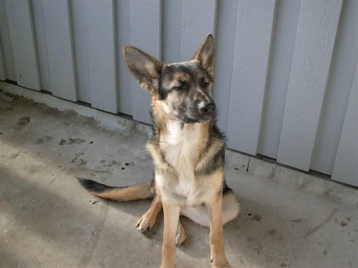 Schæferhund Zicha (Død) - charme kan jeg også billede 16