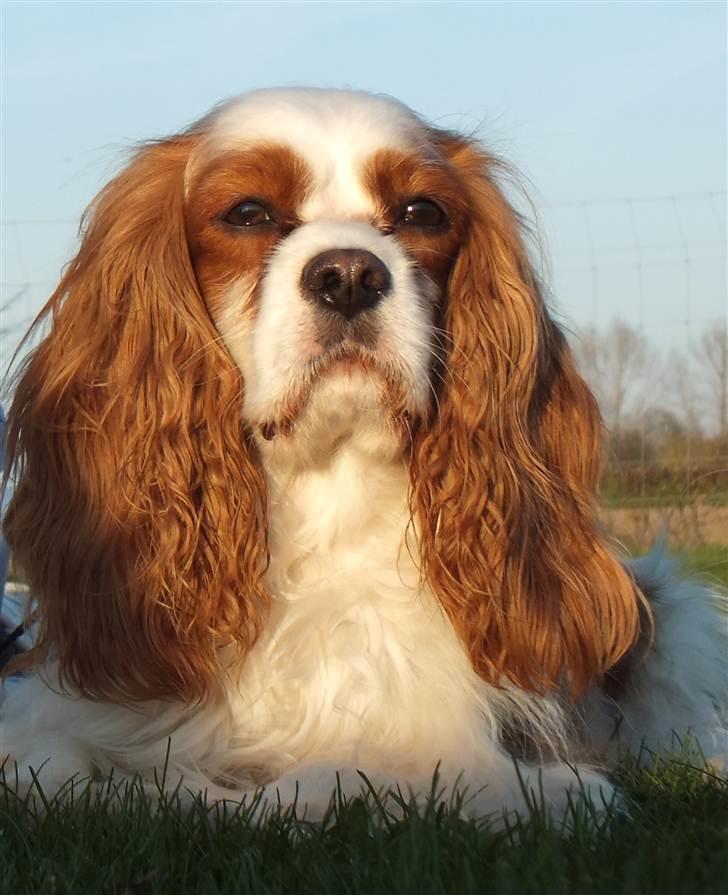 Cavalier king charles spaniel Enzo-Cucciolo Lemon Grass - Enzo april 2011 - 5 år billede 1