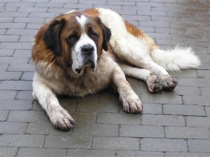 Sankt bernhardshund brutalis - se så beskidt jeg er , det er når vi leger tulle og mig billede 20