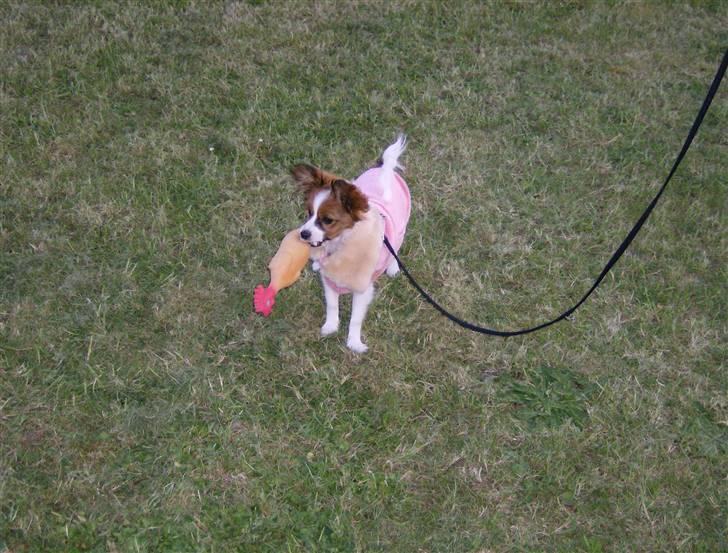 Papillon Mille billede 3