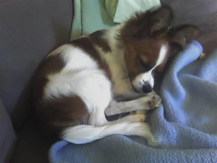 Papillon Mille - Nyder livet i sofaen, sååå læggert. billede 4