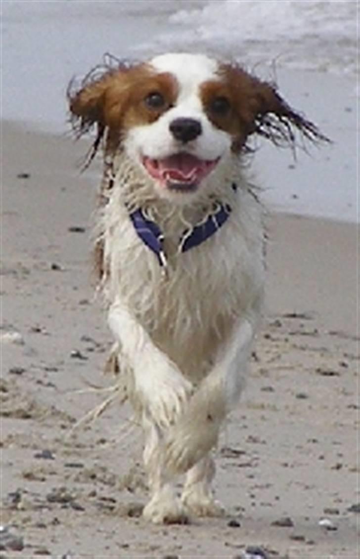 Cavalier king charles spaniel Enzo-Cucciolo Lemon Grass - Hurtig som lynet billede 2
