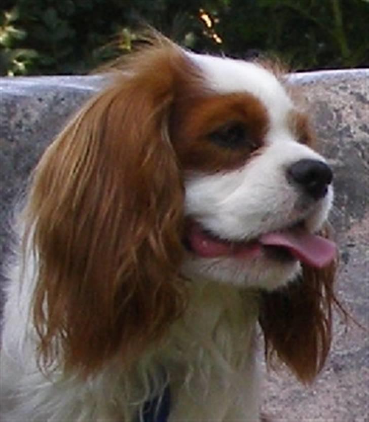 Cavalier king charles spaniel Enzo-Cucciolo Lemon Grass - Til Danmarks smukkeste hund - desværre fik dommerne hedeslag, så du kunne ikke se at JEG skulle med i finalen billede 3