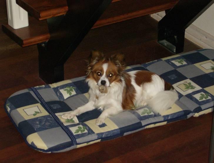 Papillon Mille billede 5