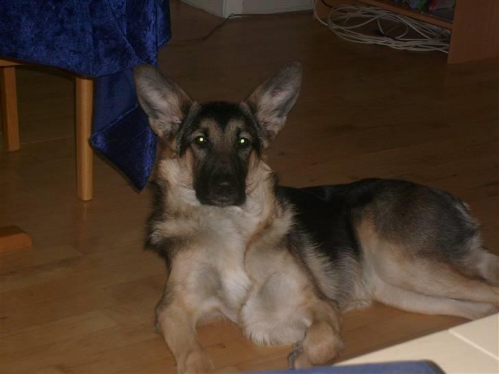 Schæferhund Zicha (Død) - se mig engang, er jeg ikke bare flot? billede 17