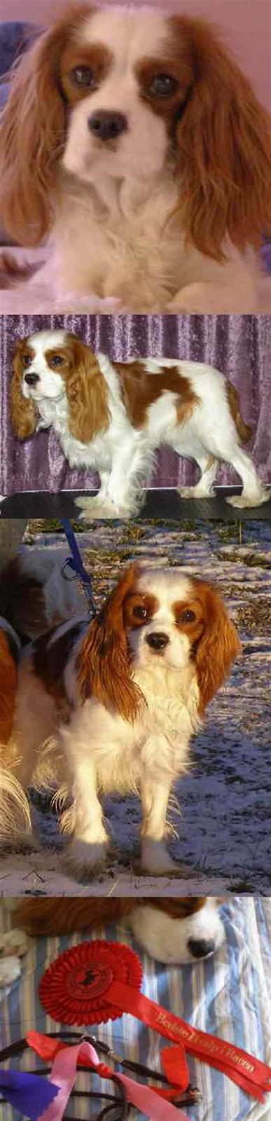 Cavalier king charles spaniel Enzo-Cucciolo Lemon Grass - Lidt blandet billeder af mig billede 4