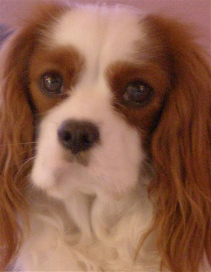 Cavalier king charles spaniel Enzo-Cucciolo Lemon Grass - Jeps jeg ved hvornår jeg skal se sød ud billede 5
