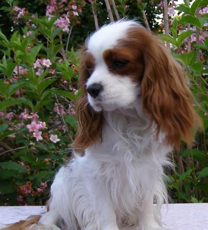Cavalier king charles spaniel Enzo-Cucciolo Lemon Grass - Sommer 2007 billede 6