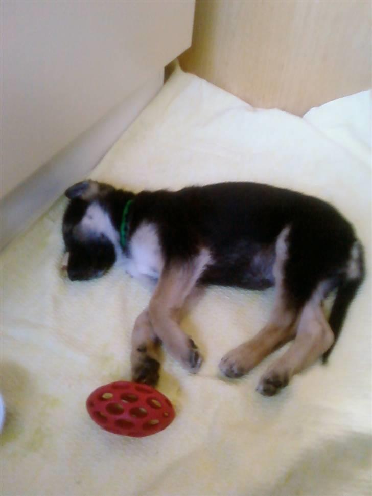 Schæferhund Zicha (Død) - ja træt efter den lange køretur hjem til min mor billede 18