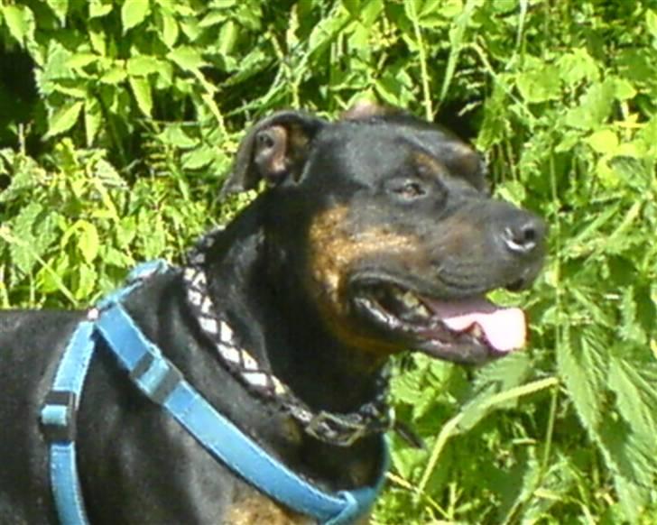 Amerikansk staffordshire terrier THOR billede 16