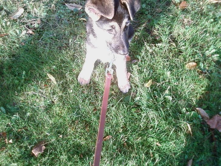 Schæferhund Zicha (Død) - ude i det dejlige vejr, kan sagtens sidde uden at få ordre på det billede 19