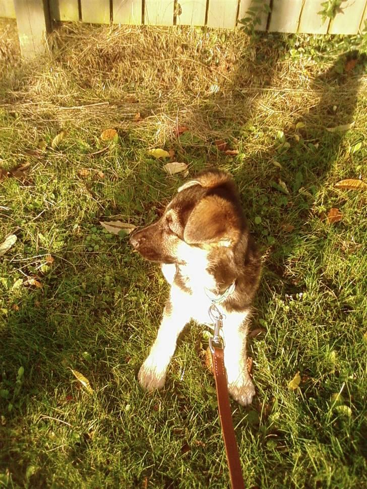 Schæferhund Zicha (Død) - hov var det en kat? billede 20