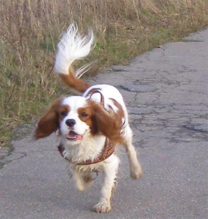 Cavalier king charles spaniel Enzo-Cucciolo Lemon Grass - Nytårsaftensdag - hurtig som en nytårsraket billede 7