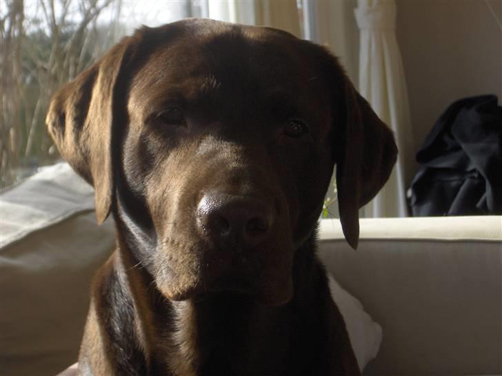 Labrador retriever Coco - Er jeg ikke sød billede 1